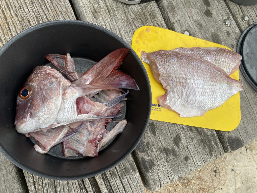 富田新港のマダイ